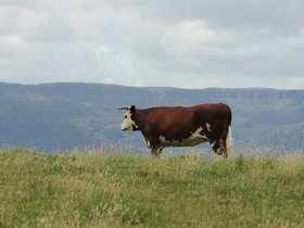 cows