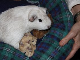 guinea pigs
