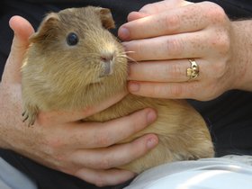 guinea pigs