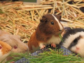 guinea pigs 2014-2017